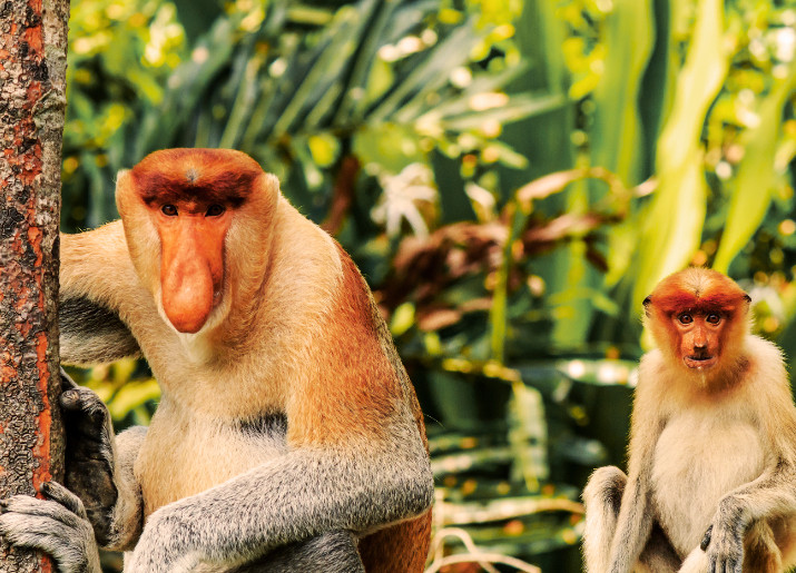 自然和野生动物